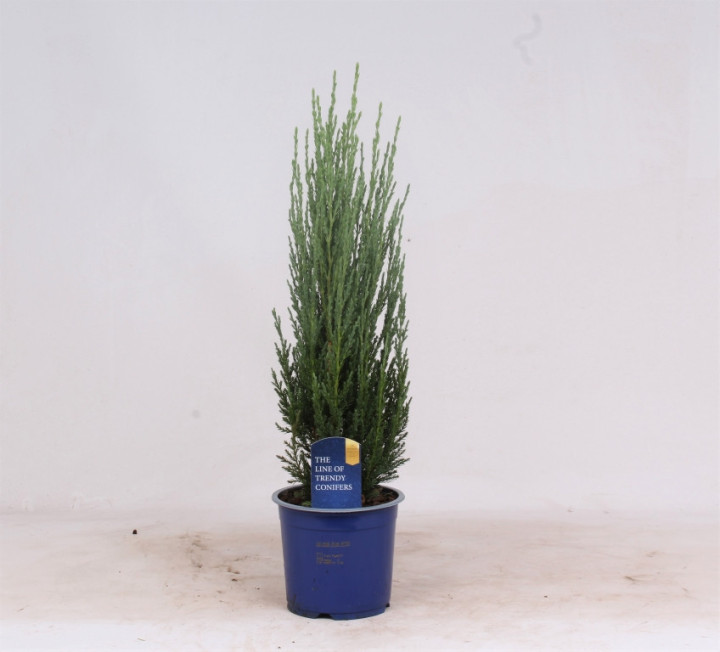 Kadagys uolinis (Lot Juniperus scop.) 'Blue Arrow' C1/P13 30-40 CM