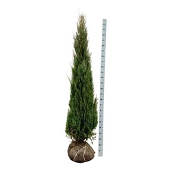 Kadagys uolinis (Lot Juniperus scop.) 'Blue Arrow' 200-225 CM RB EXTRA TRNSPL