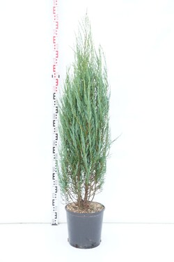 Kadagys uolinis (Lot Juniperus scop.) 'Blue Arrow' C12 100-120 CM