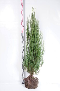 Kadagys uolinis (Lot Juniperus scop.) 'Blue Arrow' 100-120 CM RB