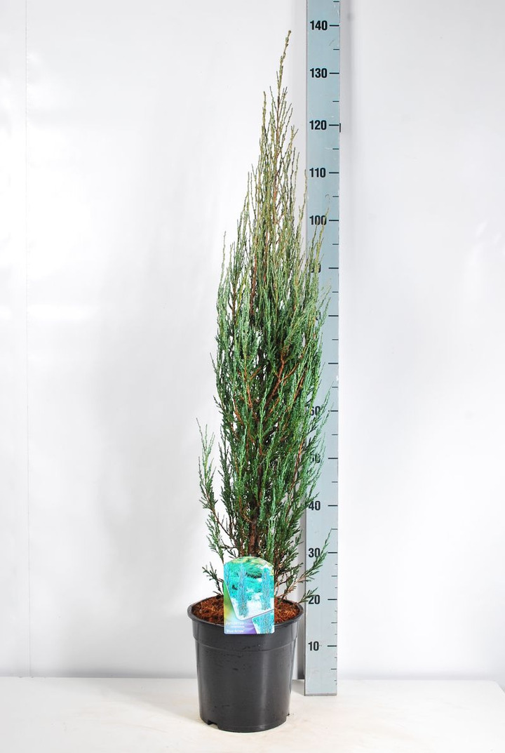 Kadagys uolinis (Lot Juniperus scop.) 'Blue Arrow' C7,5/P26 80-100 CM