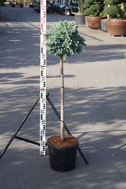 Kadagys žvynuotasis (Lot Juniperus squa.) 'Blue Carpet' BONSAI 125-150 C18 - nuotrauka 1
