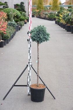 Kadagys žvynuotasis (Lot Juniperus squa.) 'Blue Star' C11 STIEBAS 80 CM