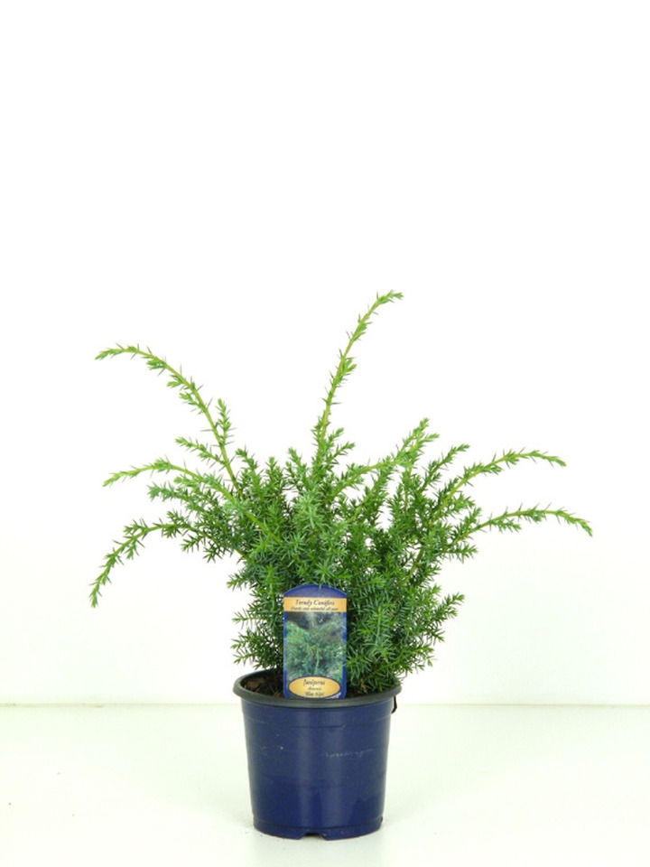 Kadagys žvynuotasis (Lot Juniperus squa.) 'Blue Swede' C1/P13 15-20 CM