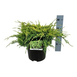 Kadagys žvynuotasis (Lot Juniperus squa.) 'Holger' C7/P24 30-40 CM
