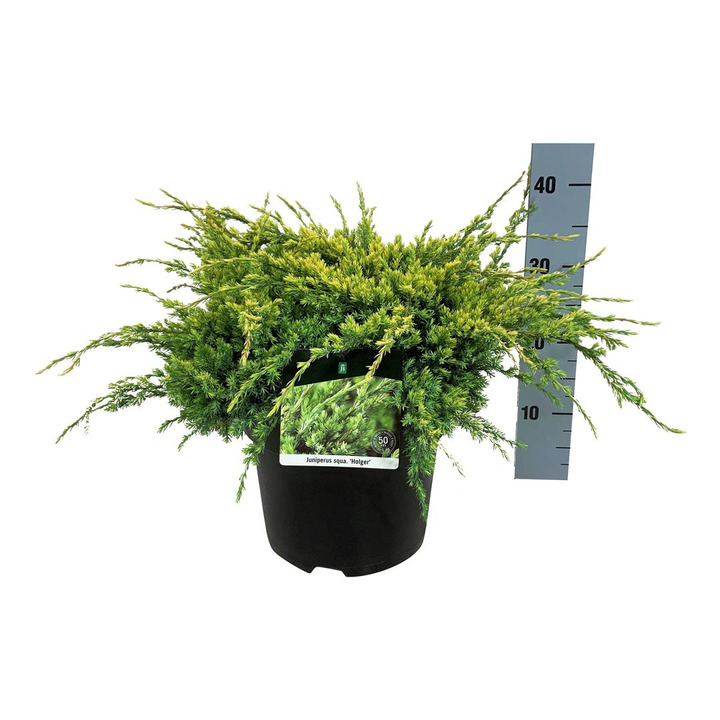 Kadagys žvynuotasis (Lot Juniperus squa.) 'Holger' C7/P24 30-40 CM
