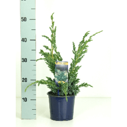 Kadagys žvynuotasis (Lot Juniperus squa.) 'Meyeri' C1,5/P15 25-30 CM