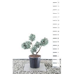 Kadagys žvynuotasis (Lot Juniperus squa.) 'Meyeri' PLATEAU 60-80 CM EXTRA C20