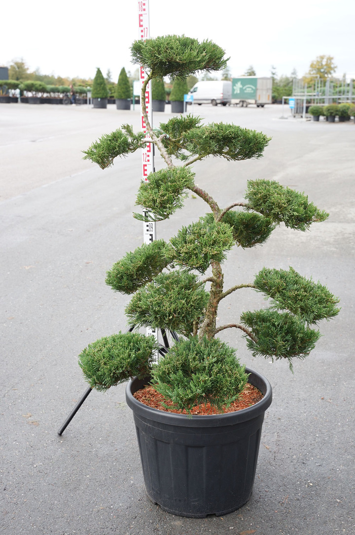 Kadagys kazokinis (Lot Juniperus sabina) 'Rockery Gem' BONSAI 120-140 C70