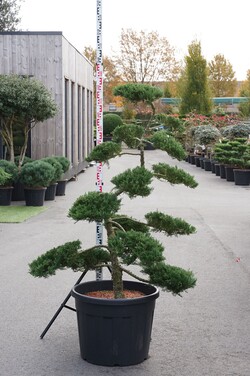 Kadagys kazokinis (Lot Juniperus sabina) 'Rockery Gem' BONSAI 140-160 C90 - nuotrauka 2