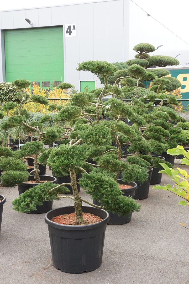 Kadagys kazokinis (Lot Juniperus sabina) 'Rockery Gem' BONSAI 140-160 C90