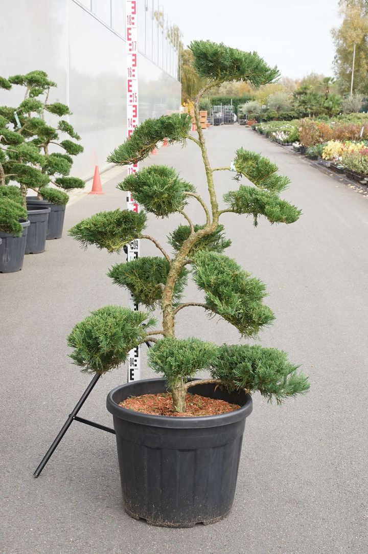 Kadagys kazokinis (Lot Juniperus sabina) 'Tam No Blight' BONSAI 120-140 C70