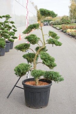 Kadagys kazokinis (Lot Juniperus sabina) 'Tam No Blight' BONSAI 120-140 C70 - nuotrauka 2