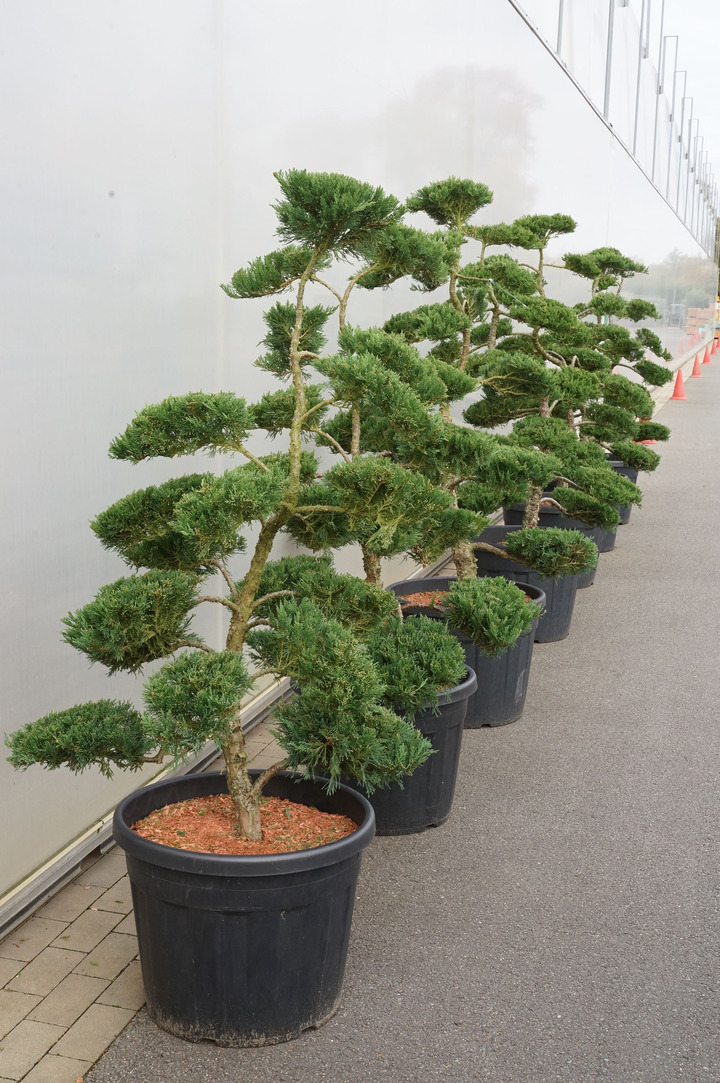Kadagys kazokinis (Lot Juniperus sabina) 'Tam No Blight' BONSAI 120-140 C70