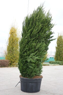 Virgininis kadagys (Lot Juniperus virg.) 'Canaertii' C500 300-350 CM SOL