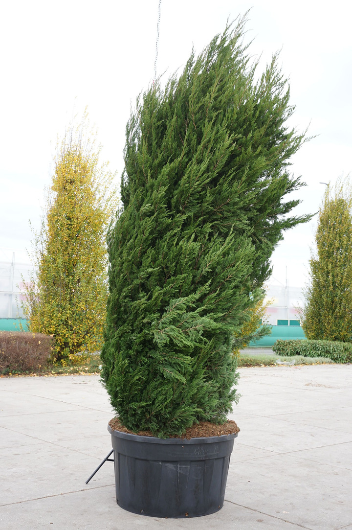 Virgininis kadagys (Lot Juniperus virg.) 'Canaertii' C500 300-350 CM SOL