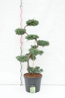 Virgininis kadagys (Lot Juniperus virg.) 'Grey Owl' BONSAI 125/+ CM C55