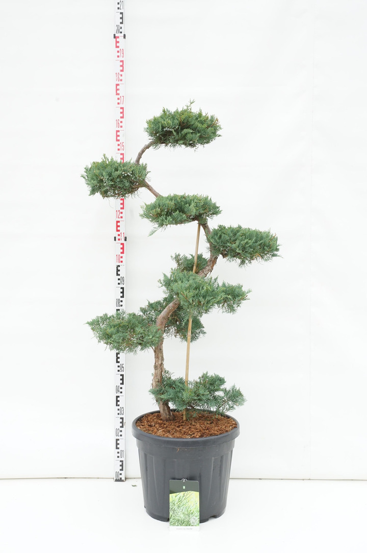 Virgininis kadagys (Lot Juniperus virg.) 'Grey Owl' BONSAI 125/+ CM C55
