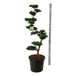Virgininis kadagys (Lot Juniperus virg.) 'Grey Owl' BONSAI 150-175 C55