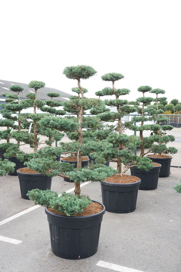 Virgininis kadagys (Lot Juniperus virg.) 'Grey Owl' BONSAI 150-175 CM