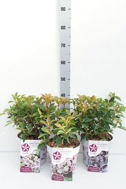 Kalmija siauralapė - Grėsvis MIX (Lot Kalmia in) C3/P19 30-40 CM