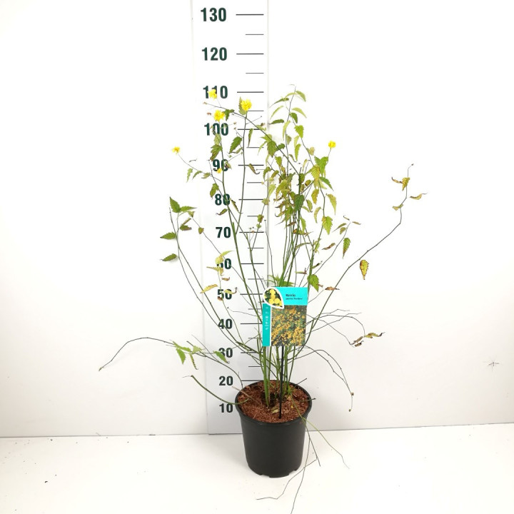 Kerija Japoninė (Lot Kerria jap.) 'Pleniflora' C7/P24 50-60 CM
