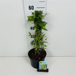 Kerija Japoninė (Lot Kerria jap.) 'Pleniflora' C3/P19 40-50 CM