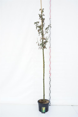 Pupmedis vatererio (Lot Laburnum wat.) 'Vossii' C20 KAMIENO APIMTIS 8-10 CM STANDARD
