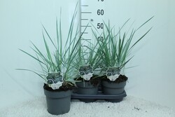 Rugiaveidė smiltyninė (Lot Leymus aren.) 'Blue Dune' C3/P19 50/+ CM