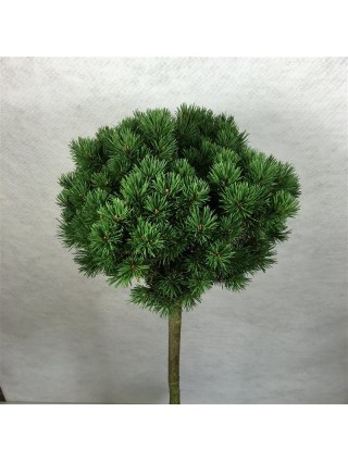 Kalninė Pušis (Lot Pinus Mugo) 'Lilliput' C7.