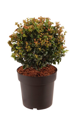 Leukotoja pažastinė (Lot Leucothoe axil.) 'Curly Red' 25-30 CM BALL C4/P21