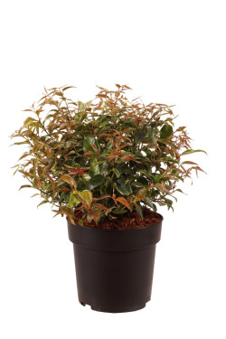 Leukotoja svyrančioji (Lot Leucothoe f.) 'Makijaz' 25-30 CM BALL C4/P21