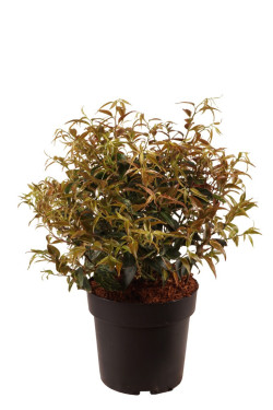 Leukotoja svyrančioji (Lot Leucothoe f.) 'Rainbow' 25-30 CM BALL C4/P21