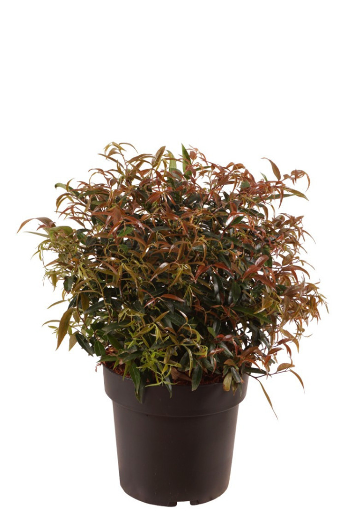 Leukotoja svyrančioji (Lot Leucothoe keiskei) 'Burning Love' 25-30 CM BALL C4/P21