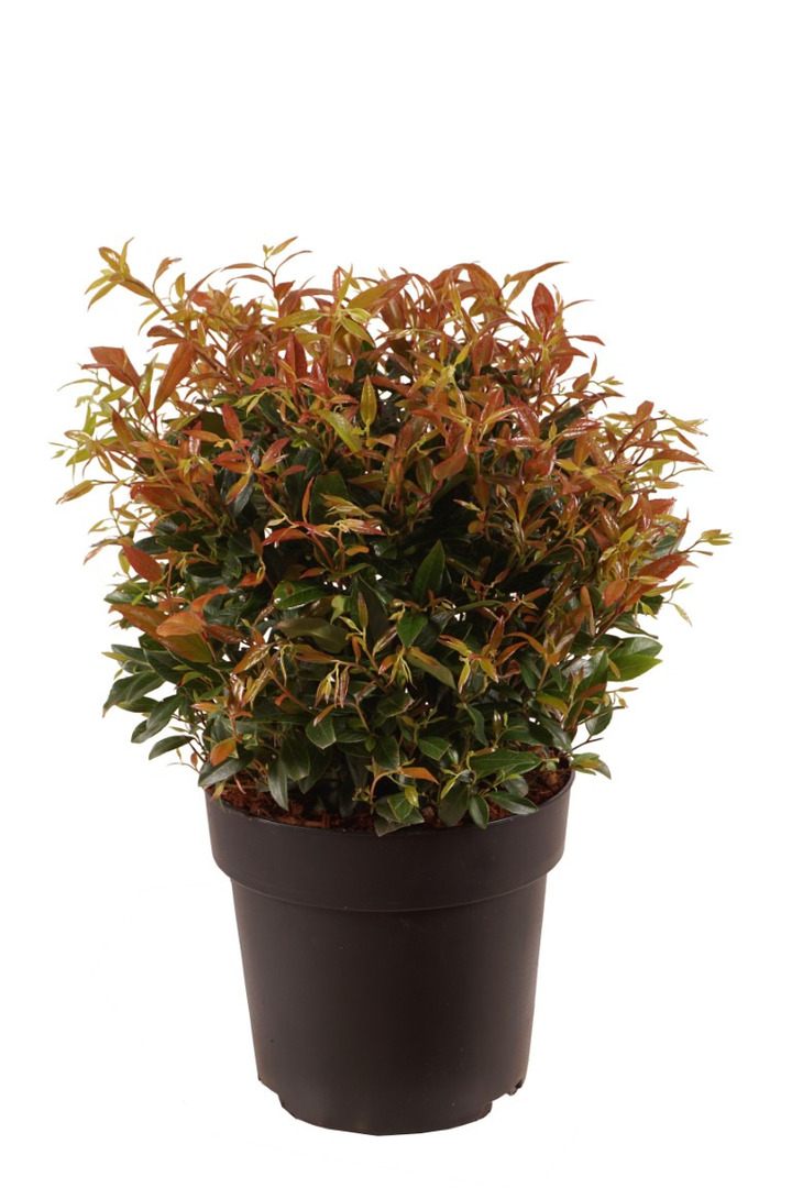 Leukotoja Red (Lot Leucothoe Red) 25-30 CM BALL C4/P21