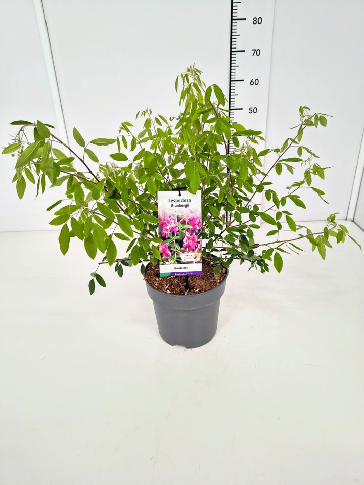 Raugeriškis lespedeza (Lot Lespedeza thunbergii) C5/P23 50-60 CM