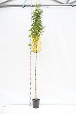 Dervamedis tikrasis (Lot Liquidambar st.) C18 STIEBAS 180 CM KAMIENO APIMTIS 8-10 CM