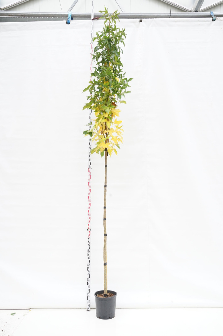 Dervamedis tikrasis (Lot Liquidambar st.) C18 STIEBAS 180 CM KAMIENO APIMTIS 8-10 CM