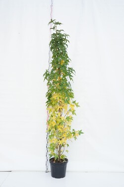 Dervamedis tikrasis (Lot Liquidambar st.) C35 200-250