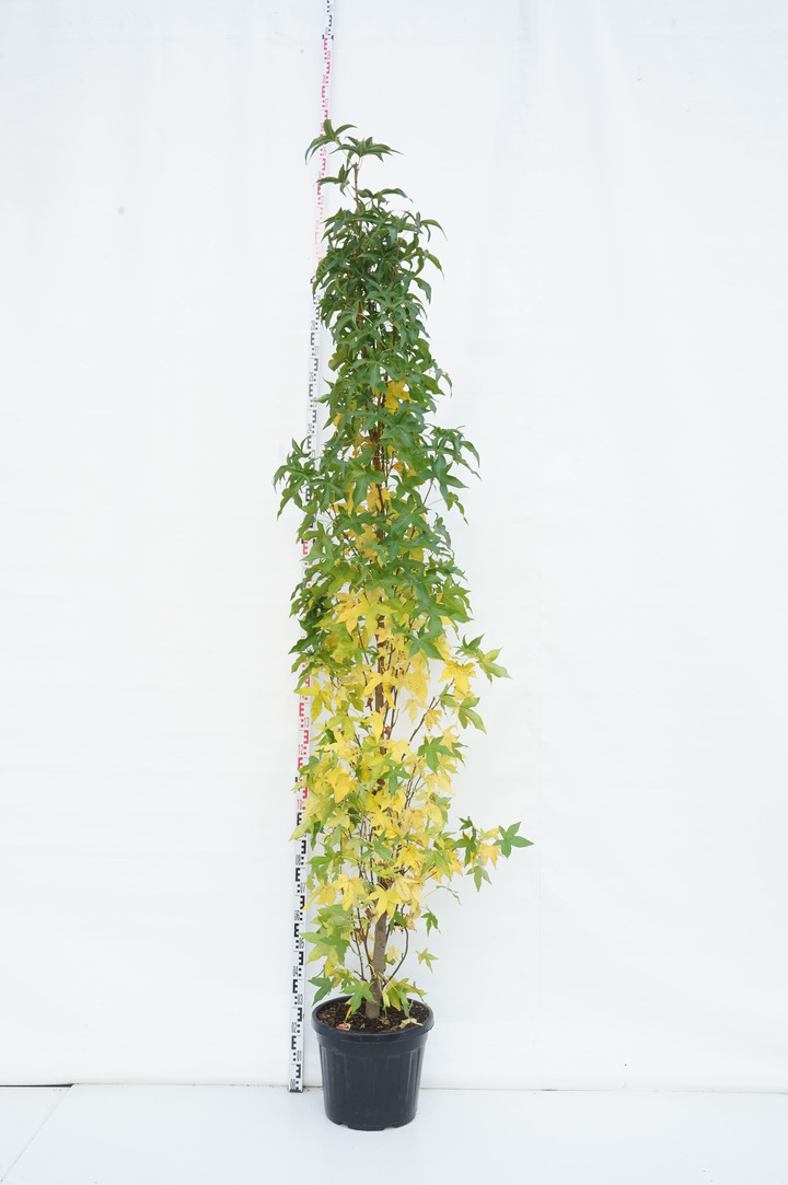 Dervamedis tikrasis (Lot Liquidambar st.) C35 200-250