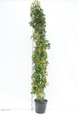 Dervamedis tikrasis (Lot Liquidambar st.) C55 300-350 CM