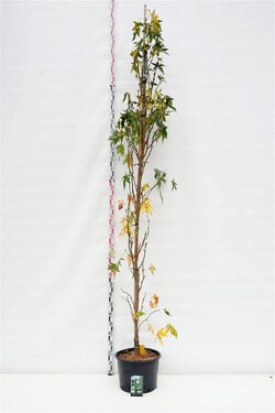 Dervamedis tikrasis (Lot Liquidambar st.) C35 350-400 CM