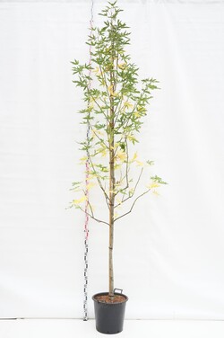 Dervamedis tikrasis (Lot Liquidambar st.) 'Stared' C35 KAMIENO APIMTIS 10-12 CM STANDARD