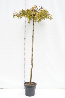 Dervamedis tikrasis (Lot Liquidambar styraciflua) C50 STIEBAS 240 CM KAMIENO APIMTIS 12-14 CM ROOF