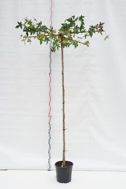 Dervamedis tikrasis (Lot Liquidambar styraciflua) C20 KAMIENO APIMTIS 10-12 CM STANDARD