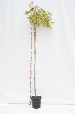 Dervamedis tikrasis (Lot Liquidambar styraciflua) C18 KAMIENO APIMTIS 8-10 CM STANDARD