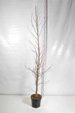 Dervamedis tikrasis (Lot Liquidambar styraciflua) C30 250-300 CM