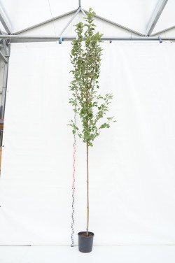Dervamedis tikrasis (Lot Liquidambar styraciflua) C55 300-350 CM