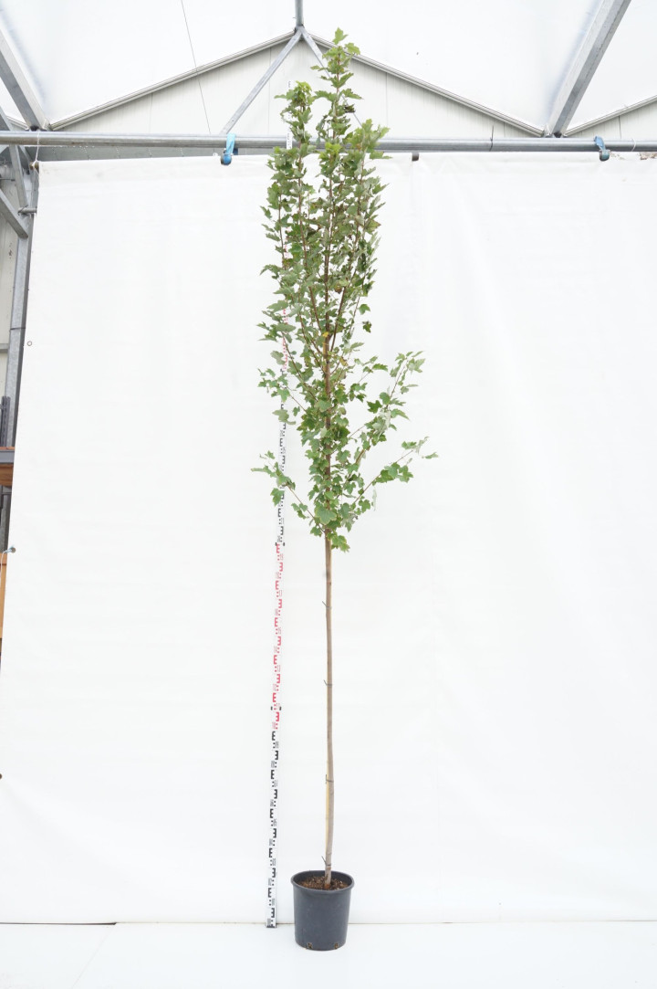Dervamedis tikrasis (Lot Liquidambar styraciflua) C55 300-350 CM