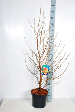Dervamedis tikrasis (Lot Liquidambar styraciflua) C10 100-125 CM